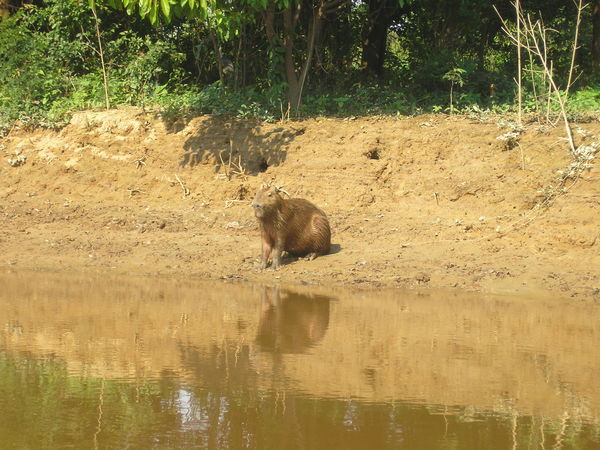 Capybara - The Worlds Largest Rodent