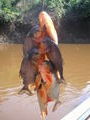 Catch Of The Day - Piranhas