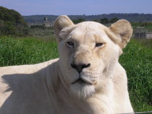 Rare White Lioness