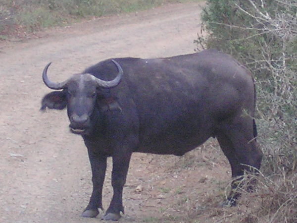 Big Ass Buffalo