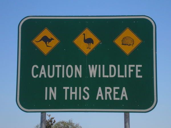 Wildlife You Won't See Anywhere Else