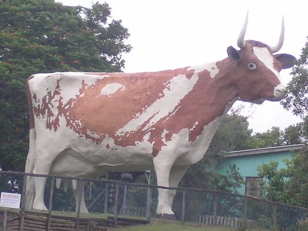 The Big Cow - Yandina