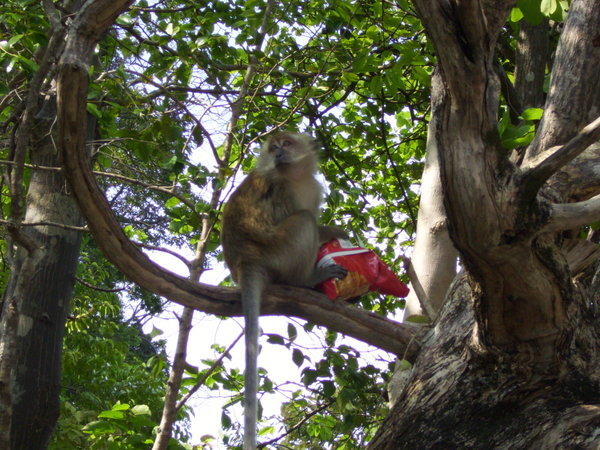 Chip Grabbing Monkey - Dayang Bunting Marble Geoforest Park