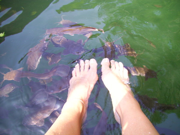 Catfish Foot Spa