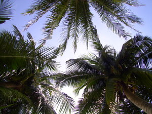 Sunbaking Under the Coconut Trees - Coral Bay - Pulau Perhentian Kecil