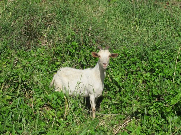 Raro - My island goaty goat