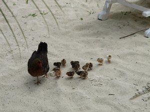 Aitutaki - Many chicks on the beach