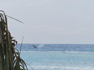 Aitutaki - Whale watching from our balcony