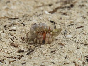 One Foot Island - Hermit Crab