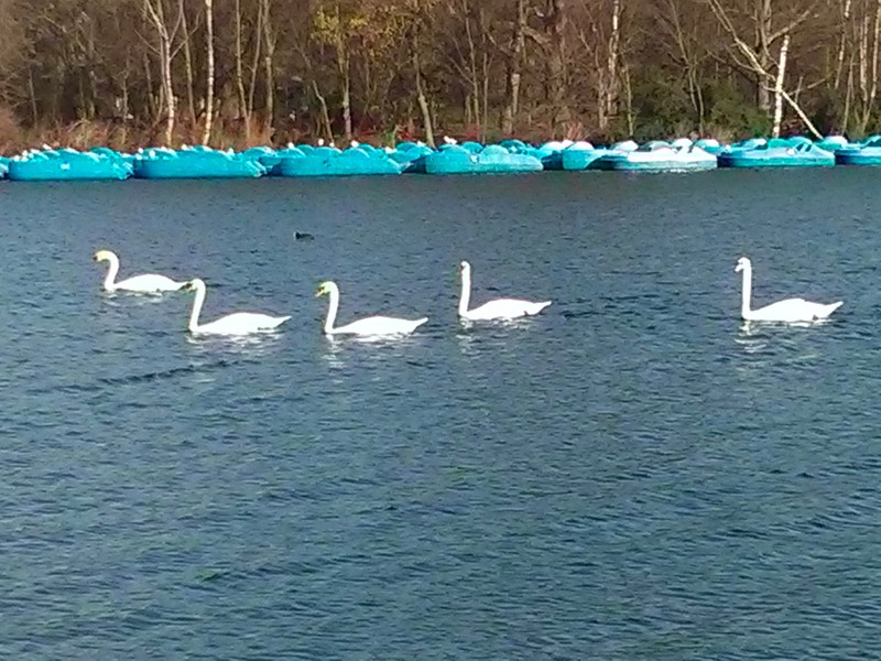 Hyde Park Swans