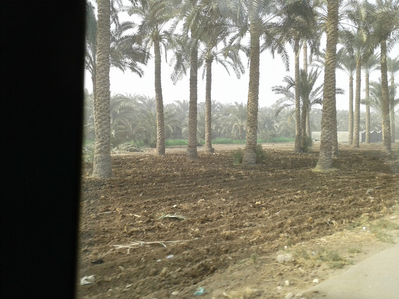A grove of date palms en route to the Pyramid sites 