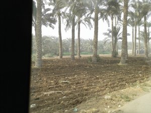 A grove of date palms en route to the Pyramid sites 
