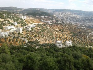 olive groves the main crop of the Jerash region