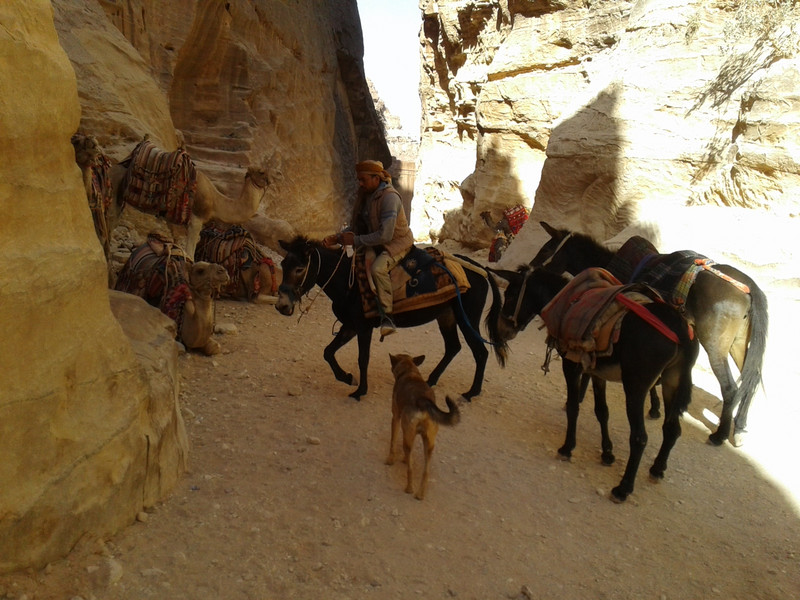 Quite common to see camels donkeys and a dog