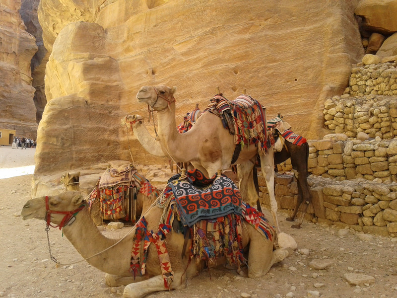 I was constantly captivated by the camels  