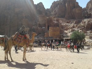Bustling camel activity goes on all the time 