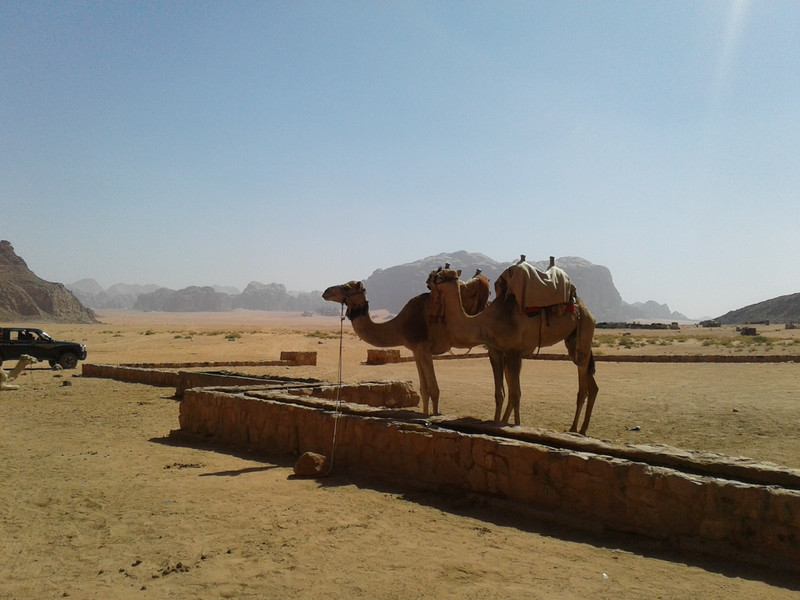 camel watering trough at Lawrence Spring