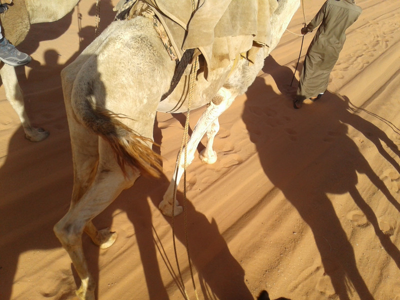 camel shadows in the desert sand 
