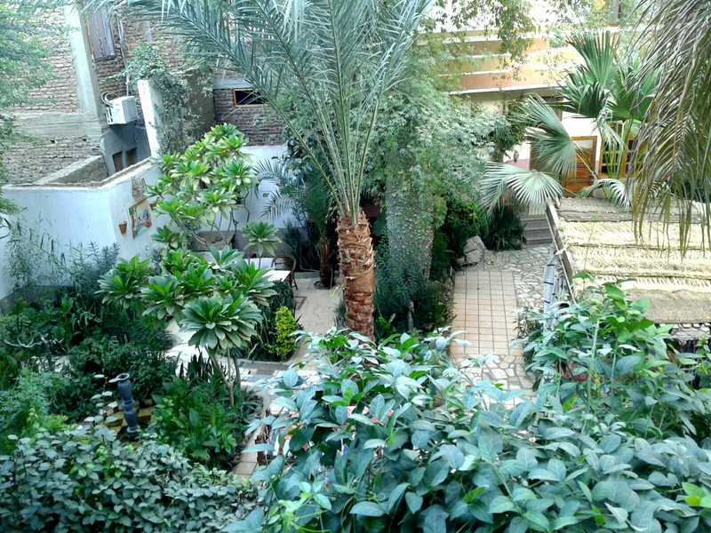 The courtyard garden at Ammon hotel had a variety of plants which included the Egyptian cousin of our Silk Cotton tree. 