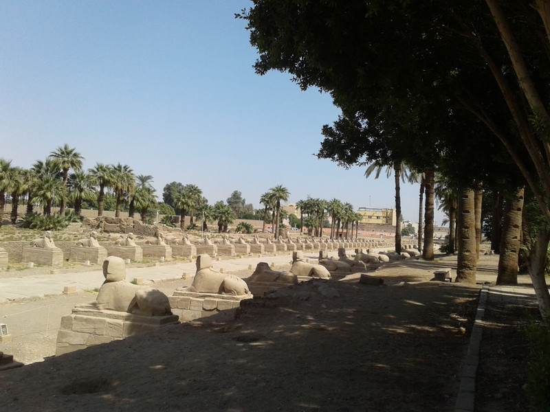 human headed sphinxes line the ceremonial road at Luxor temple 