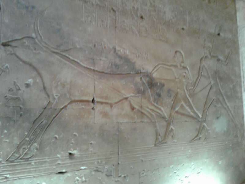 "Dancing" pharaoh chasing a bull in an etching at Abydos 