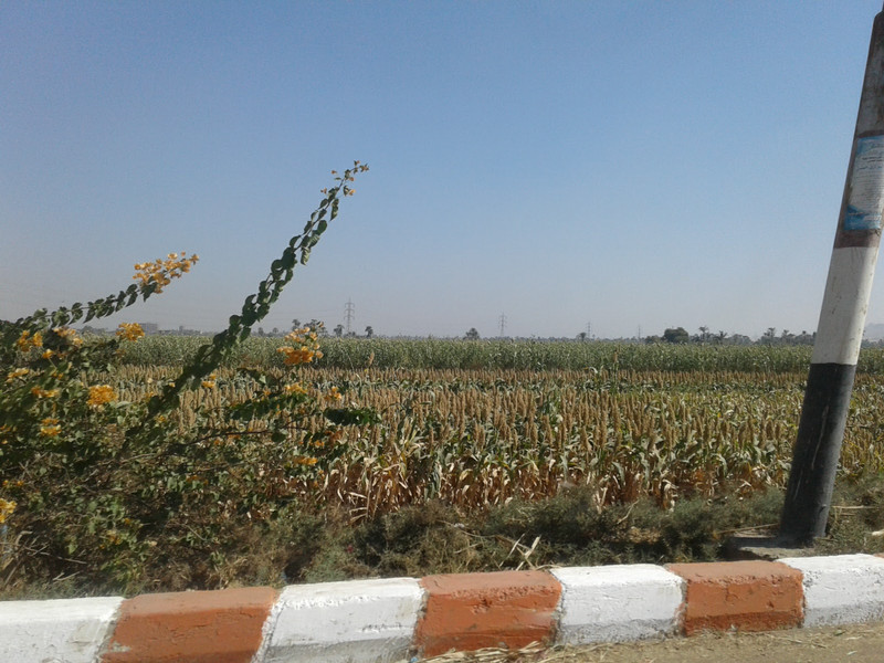 Fields of crops planted on the roadside on the route from Abydos to Dandara 