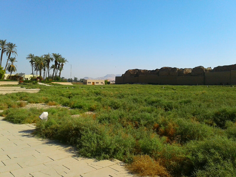 Landscape with date palms in middle Egypt
