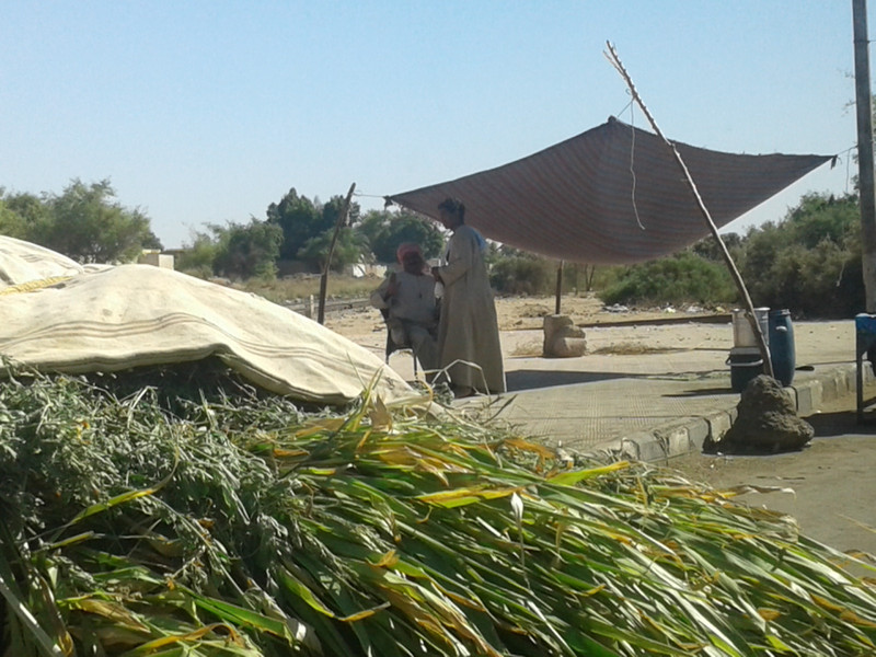 sidewalk tent provides shade from the sun for merchants and the grass for their animal