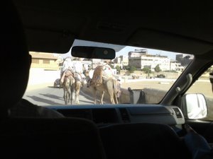 Typical to find camels sharing the street with motor cars 