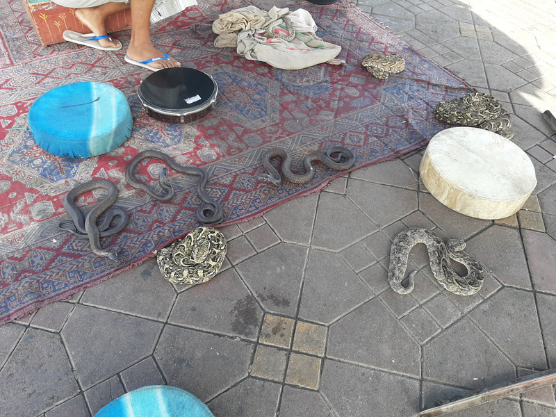 snakes all over the ground Jemaa el Fna