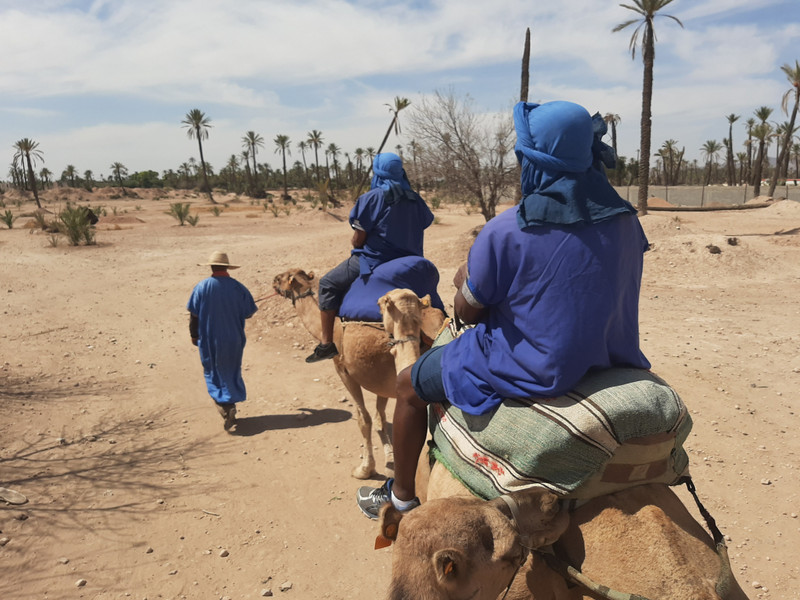 Camel train led by Berber guide at Palmeriae