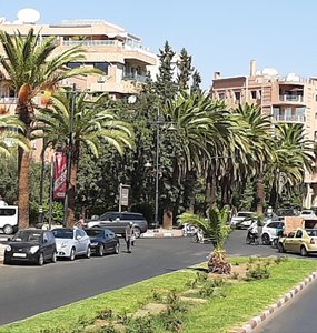 date palms line the streets of Marrakesch