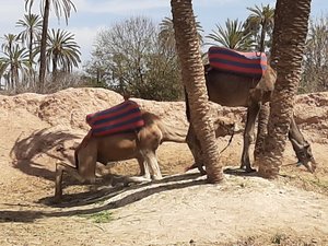 camel sitting