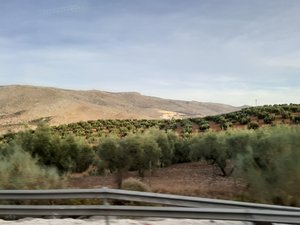 olive groves in Andalusia 2
