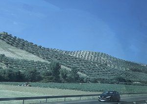 Olive grove landscape in Andalusia