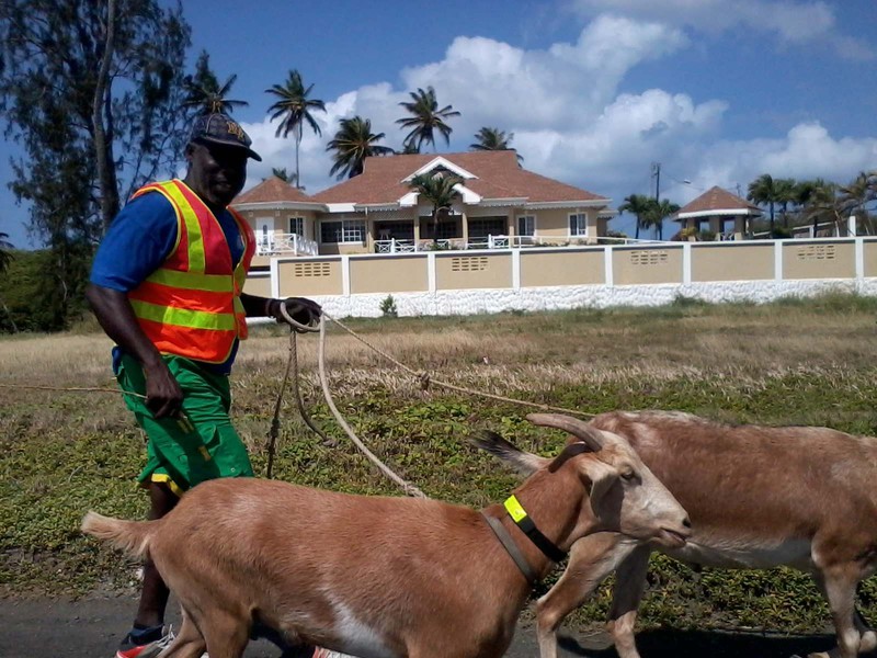 Goats in training for the Buccoo goat races