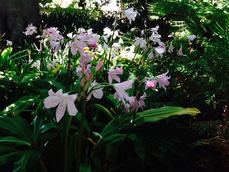 fragrant blossoms in the Fragrance Garden 