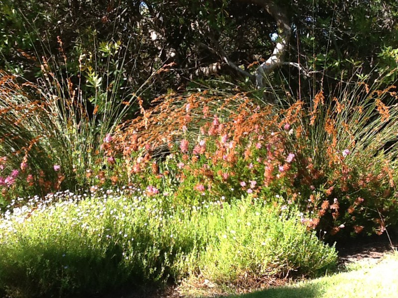 The flowers at Kirstenbosch 