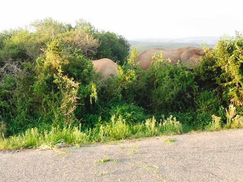 Large bull elephants