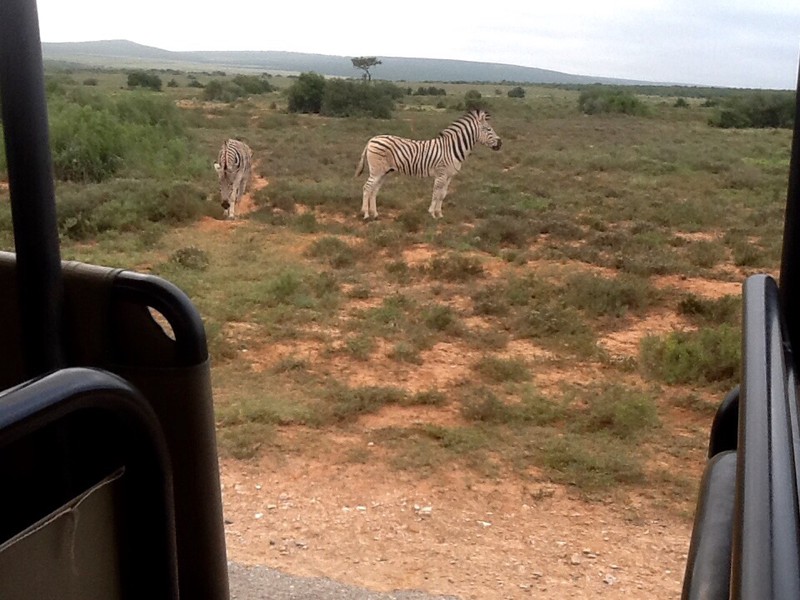Morning zebras