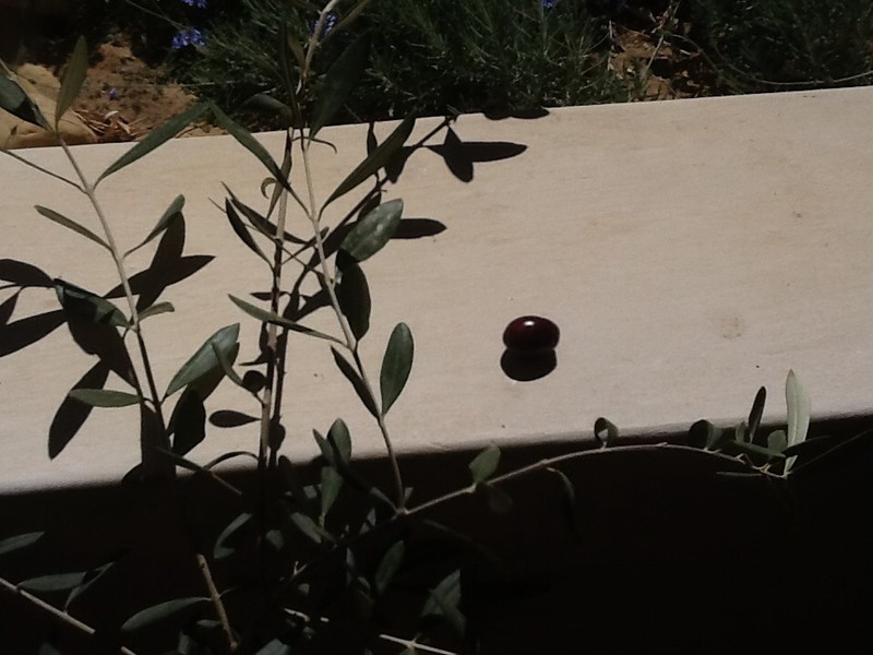 That beautiful ripe olive! 