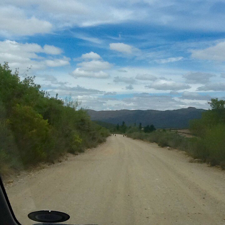 Baboons in the road