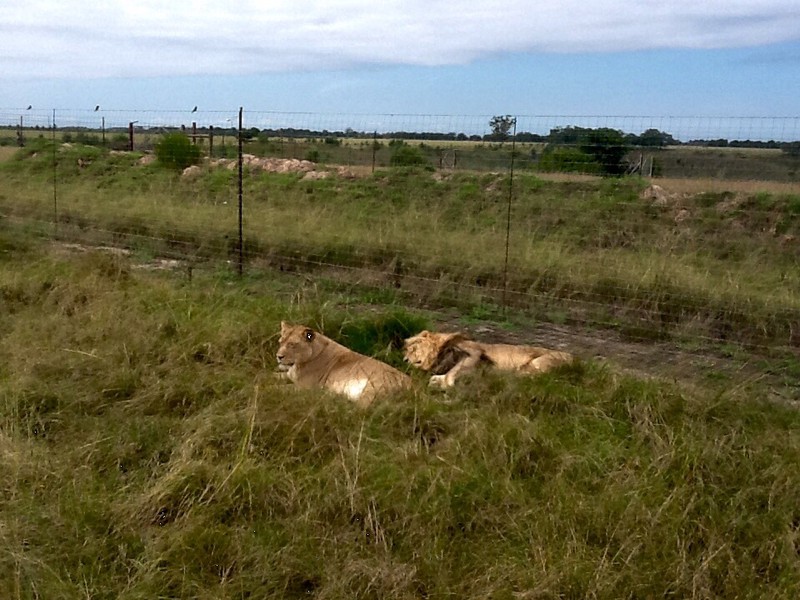 lions asleep