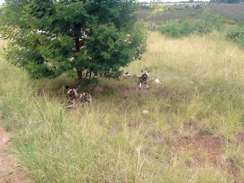 Wild dogs keeping an eye on us 