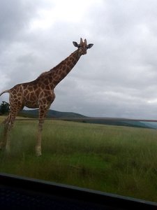Giraffe at Plettenberg bay game reserve
