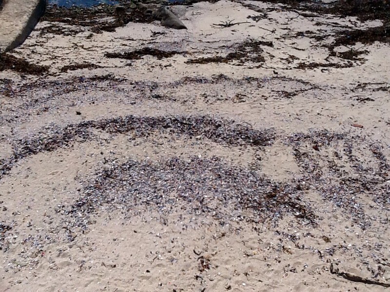 Piles of mollusk shells on the beach