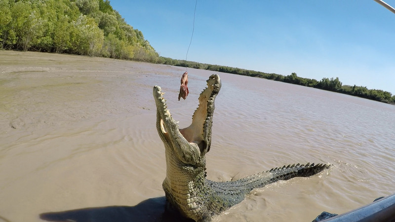 A Five metre crocodile should be respected