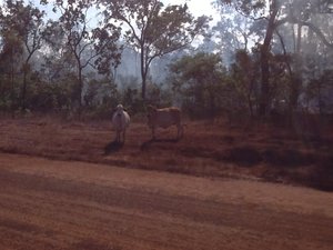 Cows on the side of the road to Weipa