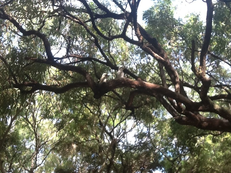 Kookaburra in the old gum tree
