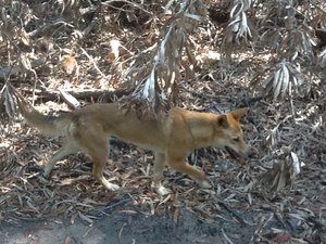 Dingoes at last